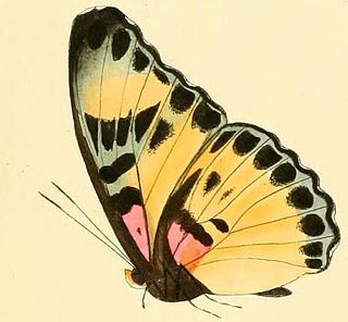 <i>Euphaedra adonina</i> Species of butterfly