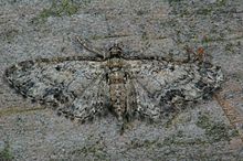 Eupithecia inturbata1.jpg