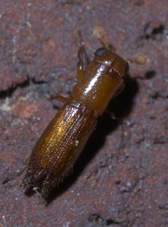 <i>Euplatypus compositus</i> Species of beetle