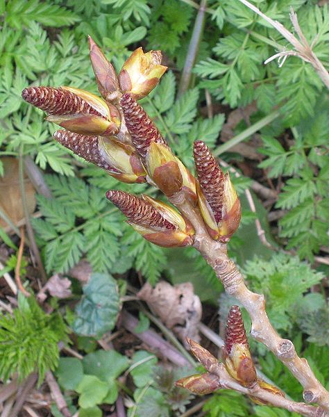 File:Euramerikaanse populier bloeiwijze Populus canadensis Inflorescence.jpg