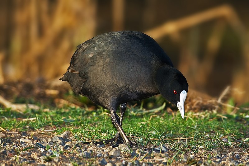 File:Eurasian Coot.jpg