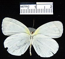 Eurema albula marginella ventral.jpg