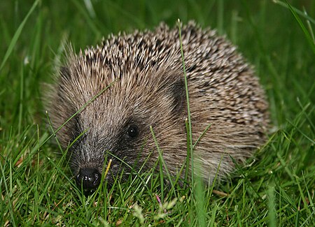 Fail:European_hedgehog_(Erinaceus_europaeus).jpg