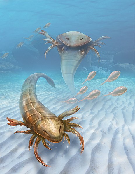 File:Eurypterids Pentecopterus Vertical.jpg