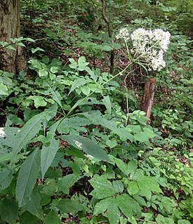 <i>Eutrochium purpureum</i> Species of flowering plant