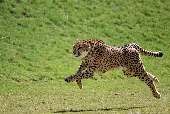 Acinonyx jubatus in Al Ain Zoo Photograph: Srivath