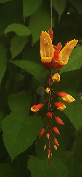 File:Fata Morgana Prague Thunbergia mysorensis.jpg