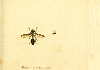 <i>Doros profuges</i> Species of fly