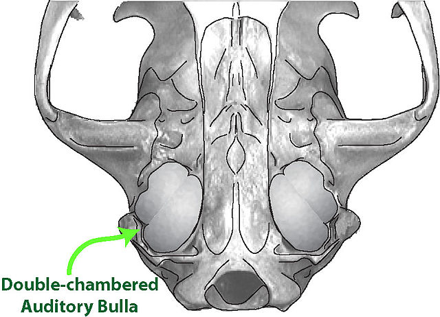 Feliformia skull showing double-chambered bullae