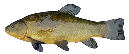 The tench, Tinca tinca, is of unclear affiliations and often placed in a subfamily of its own.