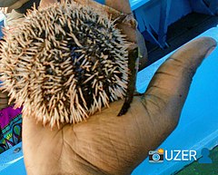 File:Female sea urchin msa nyali.jpg (Category:Unidentified Echinoidea)