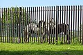 Fence and horses - geograph.org.uk - 3523431.jpg
