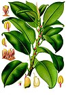 Ficus elastica - Köhler–s Medizinal-Pflanzen-206.jpg