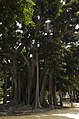 Großblättrige Feige (Ficus macrophylla subsp. columnaris), Piazza Marina, Palermo