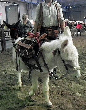 Un âne ragusano juste derrière un âne de l'Asinara bâté à la Fieracavalli 2014.