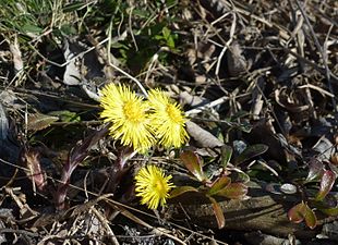 Tussilago