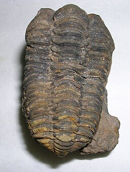 Fossil of the Middle Ordovician-Silurian trilobite Flexicalymene Flexicalymene tazarensis.2 - Ordovicico cropped.jpg