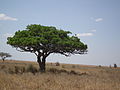 Flora of Tanzania 3694 Nevit.jpg