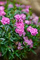 Florist Kalanchoe (Kalanchoe blossfeldiana).