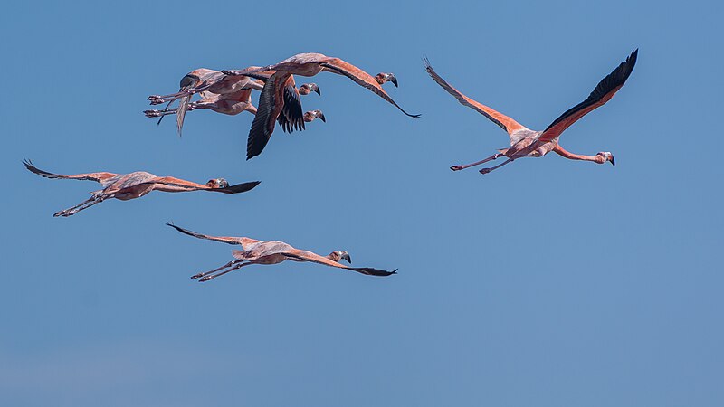 File:Flying Flamingos (47892735771).jpg