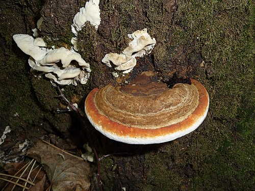 Red Banded Polypore