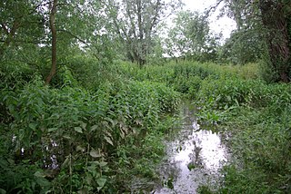 <span class="mw-page-title-main">Stevington Marsh</span>