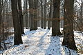 Forêt départementale de Beauplan sous la neige 2012 08.jpg