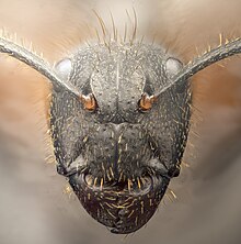 Vista frontal de la cabeza de Camponotus punctulatus.[45]