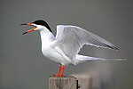 Thumbnail for Forster's tern