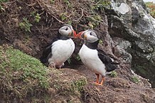 Fratercula arctica -Skomer Island, Wales -two-8.jpg