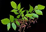 Thumbnail for File:Fraxinus americana 15-p.bot-fraxi.amer-034.jpg