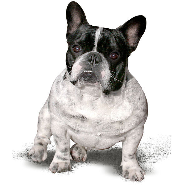 File:French Bulldog Name-Panda, from Hungary.jpg