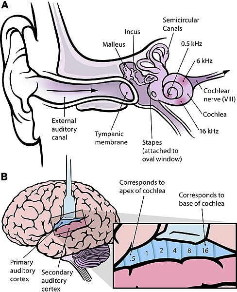 File:Frequency mapping in human ear and brain - 10.1371 journal.pbio.0030137.g001-L.jpg