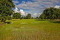 * Nomination Freshly planted rice in the paddy fields of Don Det, Laos --Basile Morin 15:56, 23 December 2017 (UTC)  Comment This look as if the focal plane was around that tree on the left and not on the rice planting people in the center. --Granada 16:30, 23 December 2017 (UTC)  Info Yes, intentional focus on the foreground with all these young plants of rice freshly planted, subject of my picture and described as such -- Basile Morin 01:52, 24 December 2017 (UTC) * Promotion  Support - Good quality and a nice photo. -- Ikan Kekek 02:01, 24 December 2017 (UTC)