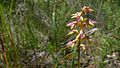 Genoplesium fimbriatum NSW Australia Dharawal Nature Reserve