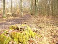 Frohnau - Waldweg bei der Rote Chaussee (Woodland Path by Rote Chaussee) - geo.hlipp.de - 32731.jpg