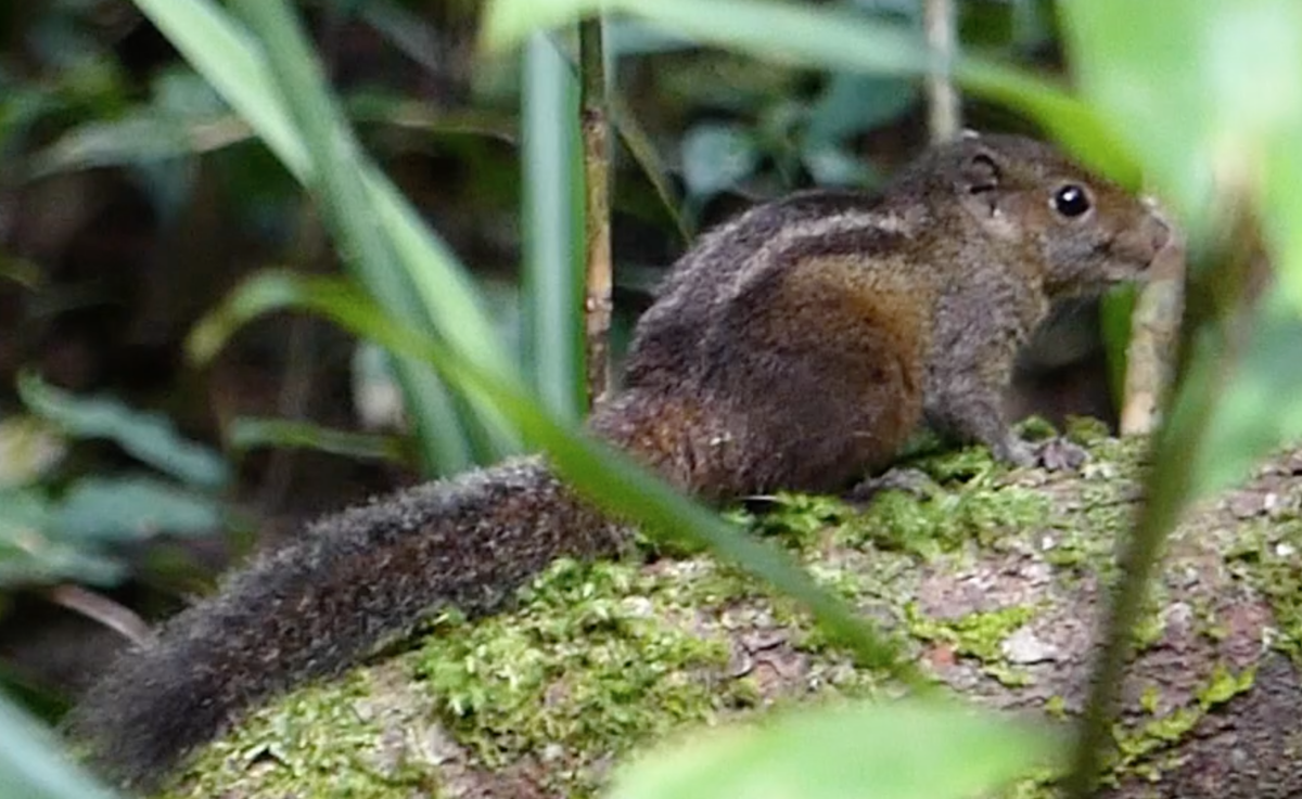 Funambulus obscurus Wikipedia