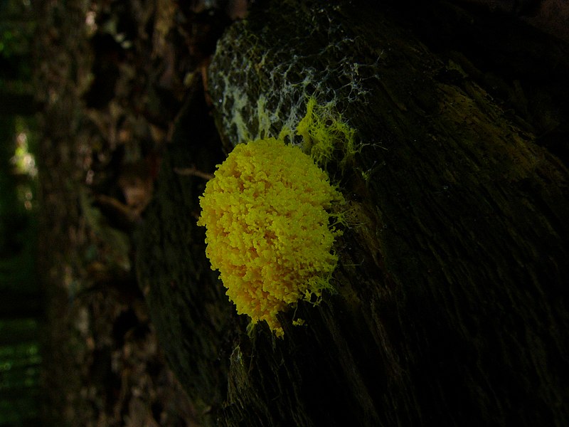 File:Fungi 1090891.JPG