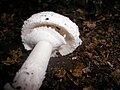 Amanita citrina