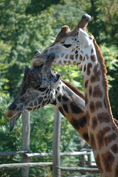 File:GIRAFE0341.JPG