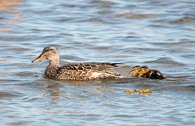 A female Gadwall (Mareca strepera) bird and two ducklings swimming.