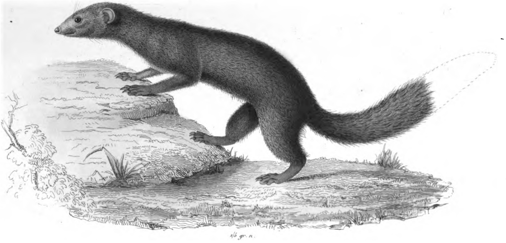 The average adult size of a Brown-tailed mongoose is  (1' 0
