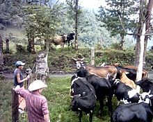 Cattle-ranching in Macanal Ganaderia en Macanal.jpg