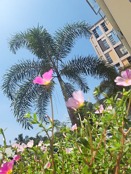 File:Garden Cosmo flowers.jpg