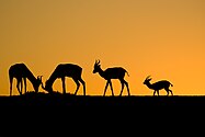 Gazelles of Sunset.jpg