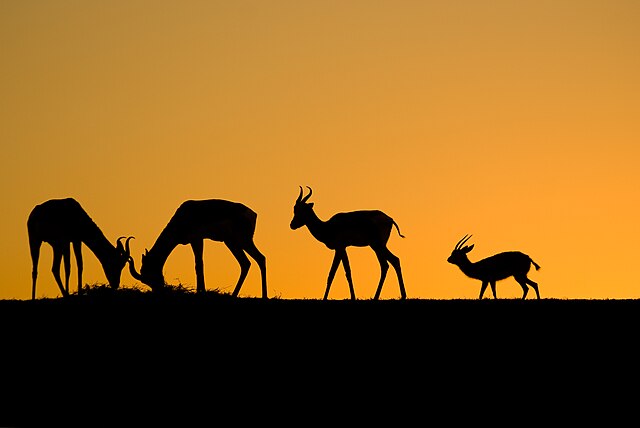 Silhouettes de gazelles au coucher de soleil\n (définition réelle 3 739 × 2 503)