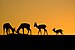 Gazelles of Sunset.jpg