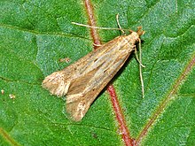 Gelehiidae - Metzneria lappella.JPG 