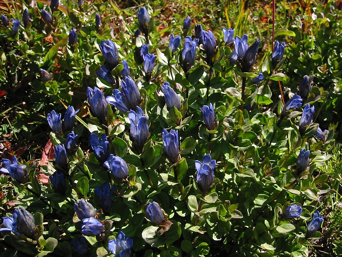 Gentiana