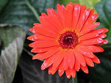 Gerbera Jamesonii - vue florale 03.jpg